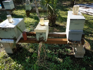 The bees are now reduced (after).  Less space to defend lets the colony rest while waiting out the cold weather and lack of nectar/pollen during the dearth times.