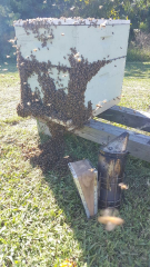 These bees in the club Apiary have filled the box (outside view).  You can see they are even on the ground.